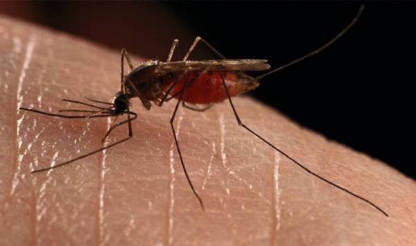 Οδηγίες προφύλαξης από τα κουνούπια