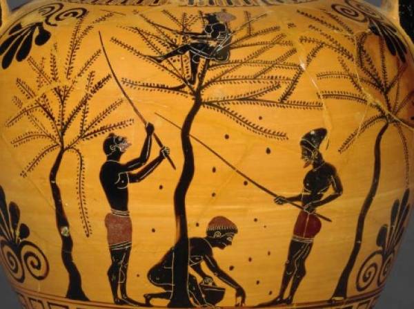 Επί Τάπητος: Η ελιά στην αρχαιότητα