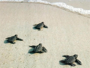 Πάνω από 70.000 χελωνάκια στον Κυπαρισσιακό Κόλπο
