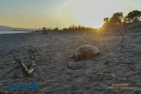 Νεκρή χελώνα καρέτα καρέτα στη Δυτική Παραλία Καλαμάτας