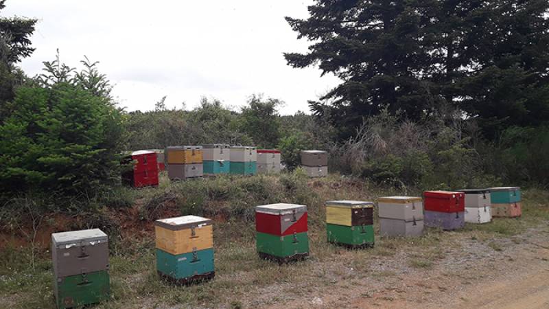 Δημιουργείται επιτροπή για το «Plan BEE» της Ελληνικής Μελισσοκομίας