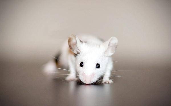 Επιστήμονες μετέτρεψαν αρσενικά ποντίκια σε θηλυκά &quot;παίζοντας&quot; με το DNA τους
