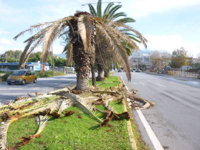 Επικίνδυνα κλαδιά από τους φοίνικες