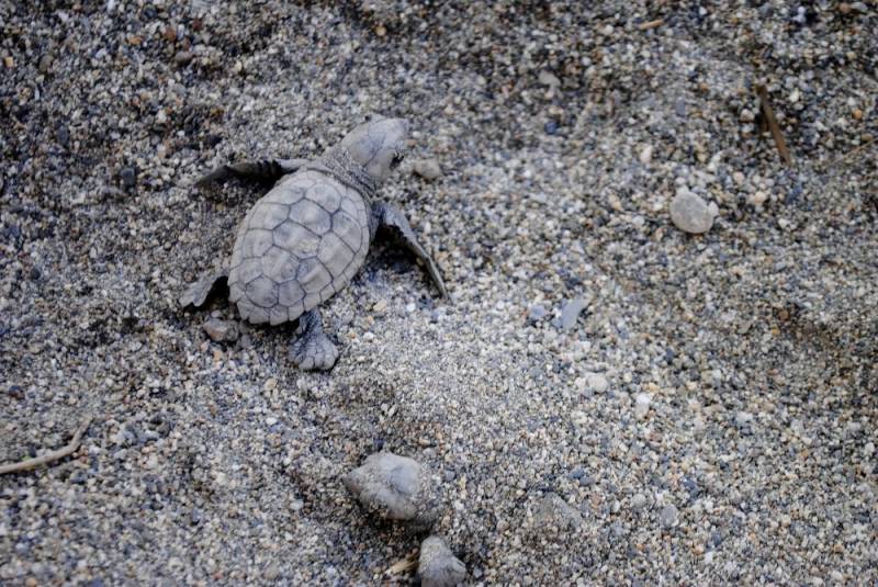 Λακωνία: Κατέγραψαν τα πρώτα νεογέννητα χελωνάκια στο Μαυροβούνι