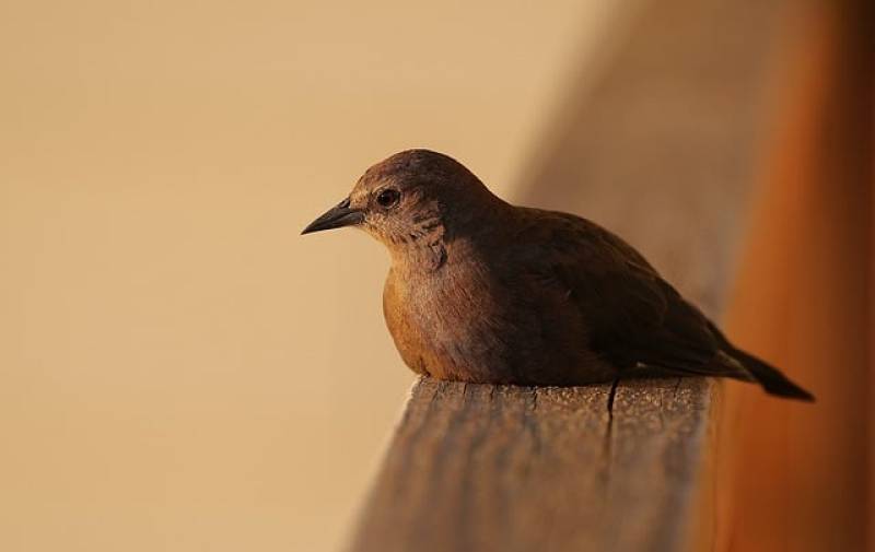 Τι λένε τα ζώδια σήμερα (9/12)