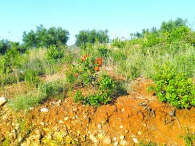 376.943 προβληματικά στρέμματα μόνο στη Μεσσηνία