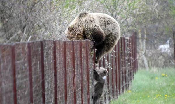 Καστοριά: Αρκούδα πιάστηκε επ΄αυτοφώρω να σκαρφαλώνει φράχτη μαζί με το μωρό της και να «κλέβει» κεράσια