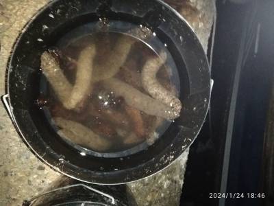 Πρόστιμο για παράνομη αλιεία στο Αλιευτικό Καταφύγιο Πεταλιδίου