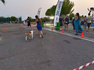 Διεθνές διήμερο στην Καλαμάτα: Με επιτυχία το «Night Dog Show by the Sea»