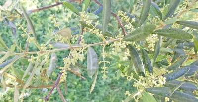 Αισιοδοξία για καλή λαδιά στην Τριφυλία - Πλούσια ανθοφορία