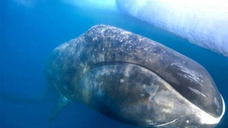 Οι τοξοκέφαλες φάλαινες τραγουδούν free jazz για να προσελκύσουν το ταίρι τους!