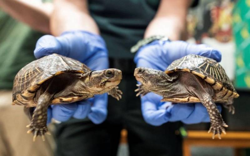 Άγνωστοι έκλεψαν 123 μωρά γιγαντιαίων χελωνών από τα Νησιά Γκαλαπάγκος