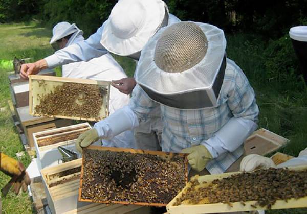 Σεμινάριο μελισσοκομίας στην Καλαμάτα