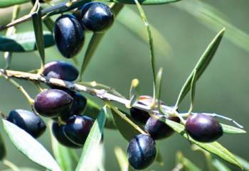 Βιοτουρισμός στη Μεσσηνία