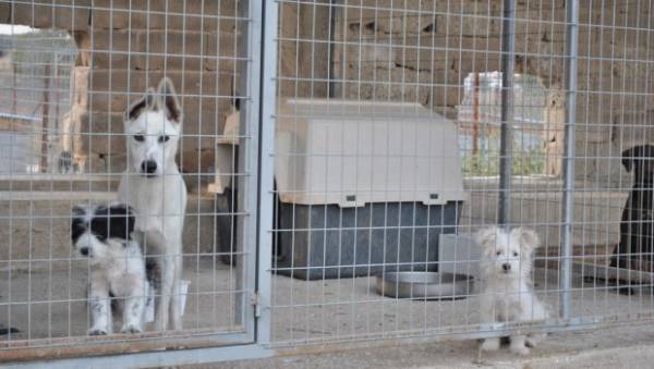Οικόπεδο για αδέσποτα κόντα στον βιολογικό