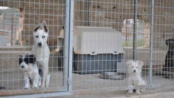 Οικόπεδο για αδέσποτα κόντα στον βιολογικό