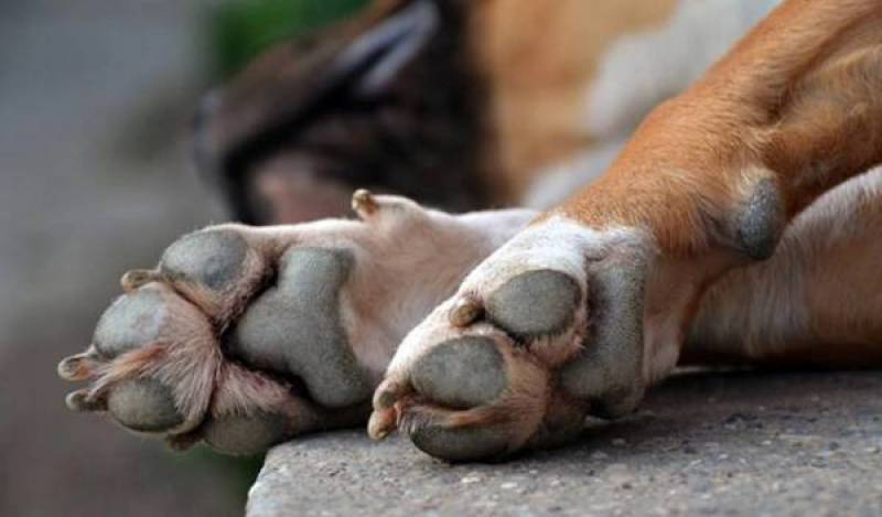 Νεκρά 2 σκυλιά από φόλες στην Κυπαρισσία