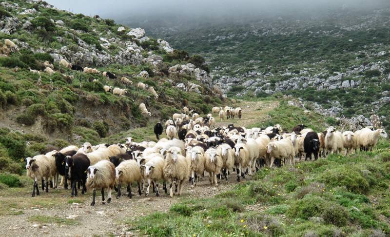Μείωση 77% των εκμεταλλεύσεων στην Πελοπόννησο: Απόλυτη κατάρρευση της κτηνοτροφίας