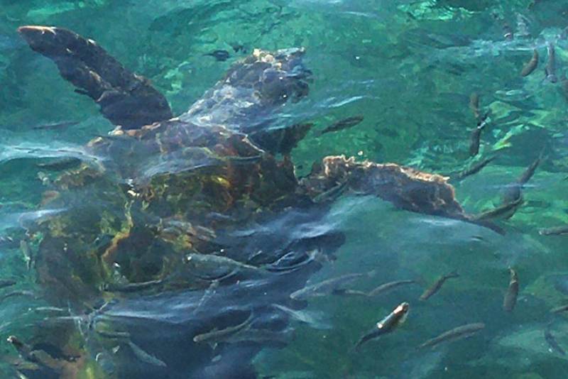 Λακωνία: Δύο νεκρές χελώνες καρέτα καρέτα σε παραλίες της Νεάπολης