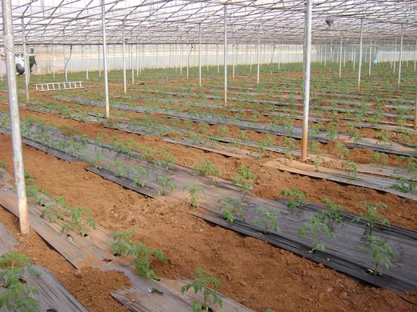 Εξι εκατομμύρια σε αγροτικές επενδύσεις στην Τριφυλία