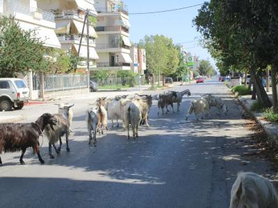 Κοπάδι με κατσίκες και τράγους μέσα στην Καλαμάτα (βίντεο)