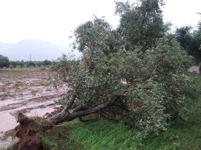 Μεσσηνία: Ζημιές σε ελιές, σταφίδα και σύκα διαπιστώνει ο επόπτης του ΕΛΓΑ