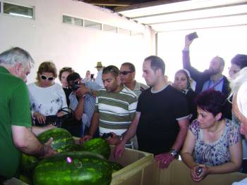 Αιγύπτιοι, Λιβανέζοι και Τυνήσιοι σε θερμοκήπια στην Τριφυλία