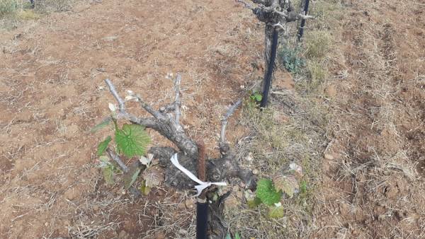 Ζημιές σε αμπέλια και σταφίδες από παγετό στον Μεσοπόταμο