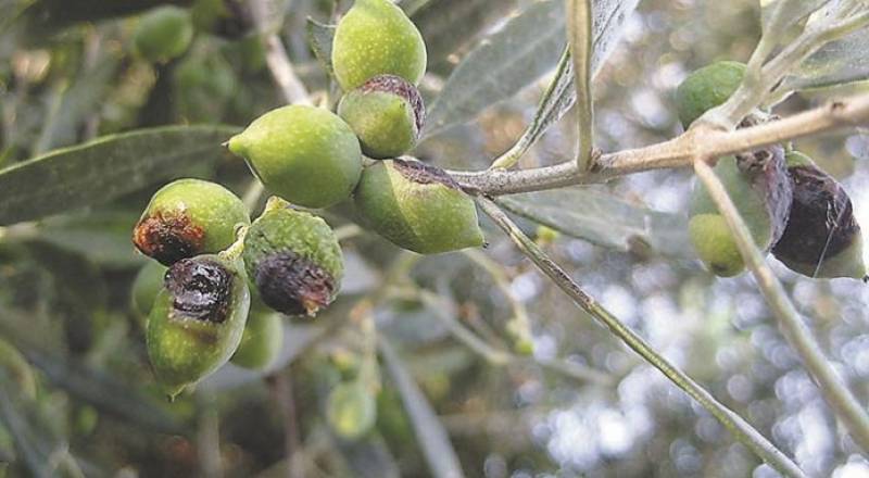 Μεσσηνία: Το πρόγραμμα της δακοκτονίας για την Πέμπτη 21/07