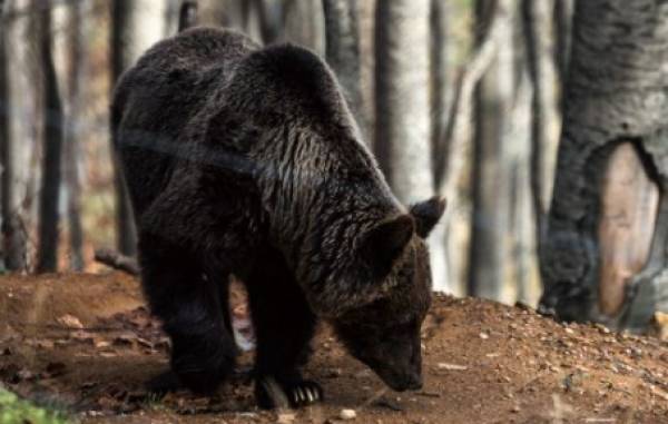 Αρκούδα επιτέθηκε σε γυναίκα βοσκό στα Τρίκαλα