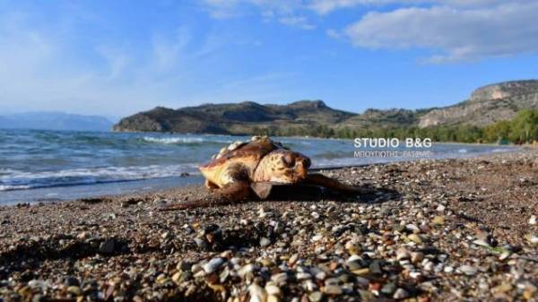 Ξεβράστηκε νεκρή θαλάσσια χελώνα στο Ναύπλιο (Βίντεο)