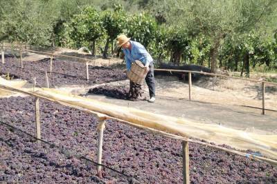 “Βλέπει” τελική τιμή 1,40 στη σταφίδα η Ενωση Μεσσηνίας