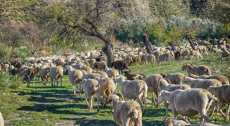 Σκάνδαλο ΟΠΕΚΕΠΕ: Το “βουνό” των παθογενειών στον αγροτικό τομέα