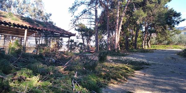 Μεσσηνία: Εσπασαν δέντρα από τον αέρα στην Κυπαρισσία