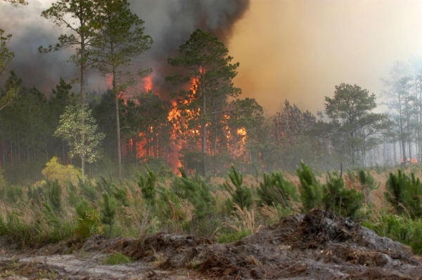 Πυρκαγιά καίει δάσος στα Πηγάδια