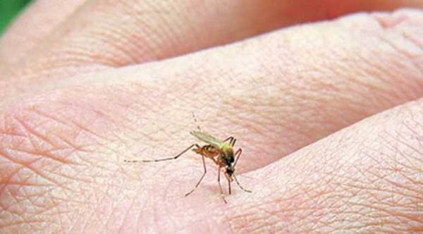 Εγκριση σύμβασης για καταπολέμηση κουνουπιών στη Μεσσηνία