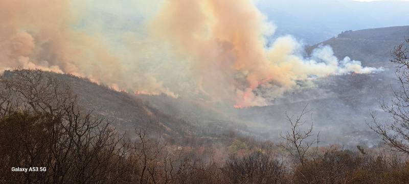 Μεσσηνία: Πυρκαγιά σε δασική έκταση στο Άνυδρο