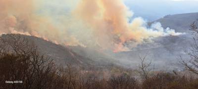 Μεσσηνία: 300 στρέμματα δασικής έκτασης έκαψε πυρκαγιά στο Ανυδρο Τριφυλίας
