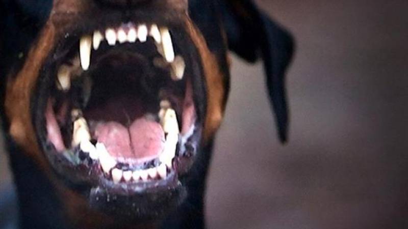 Πάτρα: Στο νοσοκομείο νοσηλεύεται 9χρονη, μετά την επίθεση που δέχθηκε από σκύλο