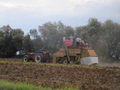 Κακή χρονιά για το φιστίκι στη Μεσσηνία