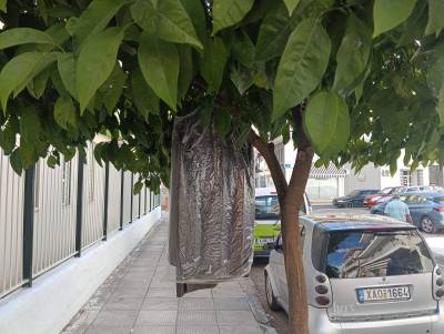 Κοστούμι στη... νεραντζιά
