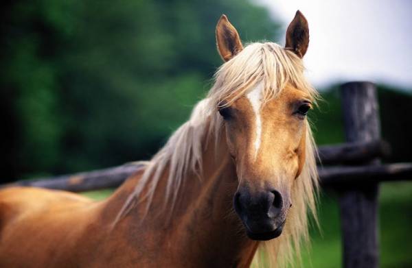 Χανιά: Επιβεβαιώθηκε κρούσμα πυρετού του Δυτικού Νείλου σε άλογο