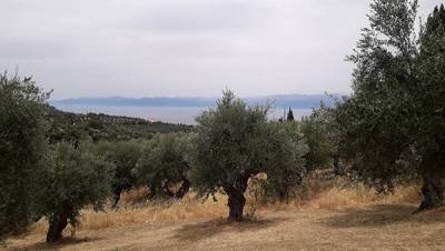 Αιτήσεις για ενίσχυση ελαιοπαραγωγών