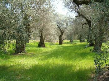 Οι πολλές όψεις της υπόθεσης ελαιόλαδο