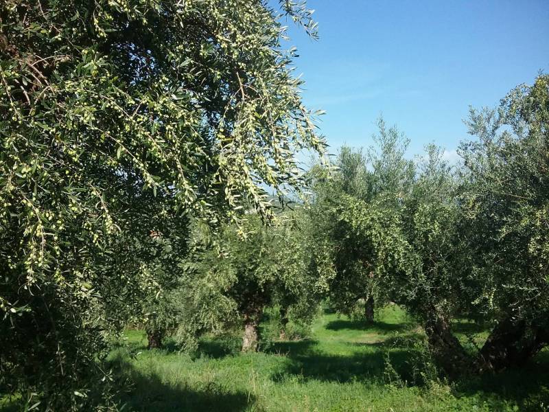 Ευθύνες σε κυβέρνηση και Περιφέρεια για τη δακοκτονία