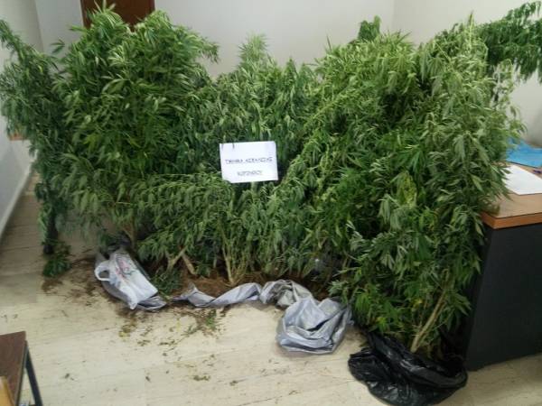 Δύο συλλήψεις για 30 χασισόδεντρα και λαθραίο καπνό στην Κόρινθο (φωτογραφίες)