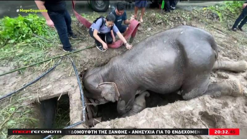 Ταϊλάνδη: Διάσωση ελεφαντίνας που έπεσε στην αποχέτευση με το μικρό της (βίντεο)