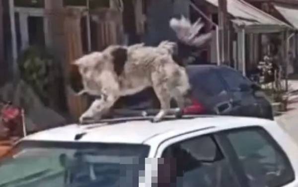 Καρδίτσα: Χειροπέδες στον άνδρα που ανέβασε σκύλο σε οροφή αυτοκινήτου εν κινήσει