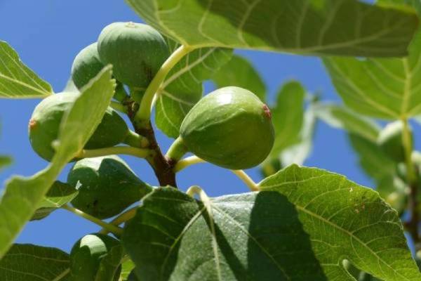 Δύσκολα θα προχωρήσει η αναδιάρθρωση συκιών - Εκτός προδιαγραφών του Ταμείου Ανάκαμψης