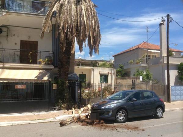 Φοίνικας έπεσε πάνω σε αυτοκίνητο στην Καλαμάτα